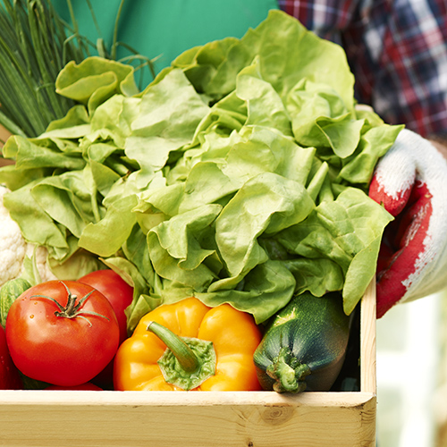 Unul-dintre-furnizorii-de-legume-ai-celui-mai-mare-retailer-din-Romania-isi-gestioneaza-integrat-afacerea-cu-ERP-preview